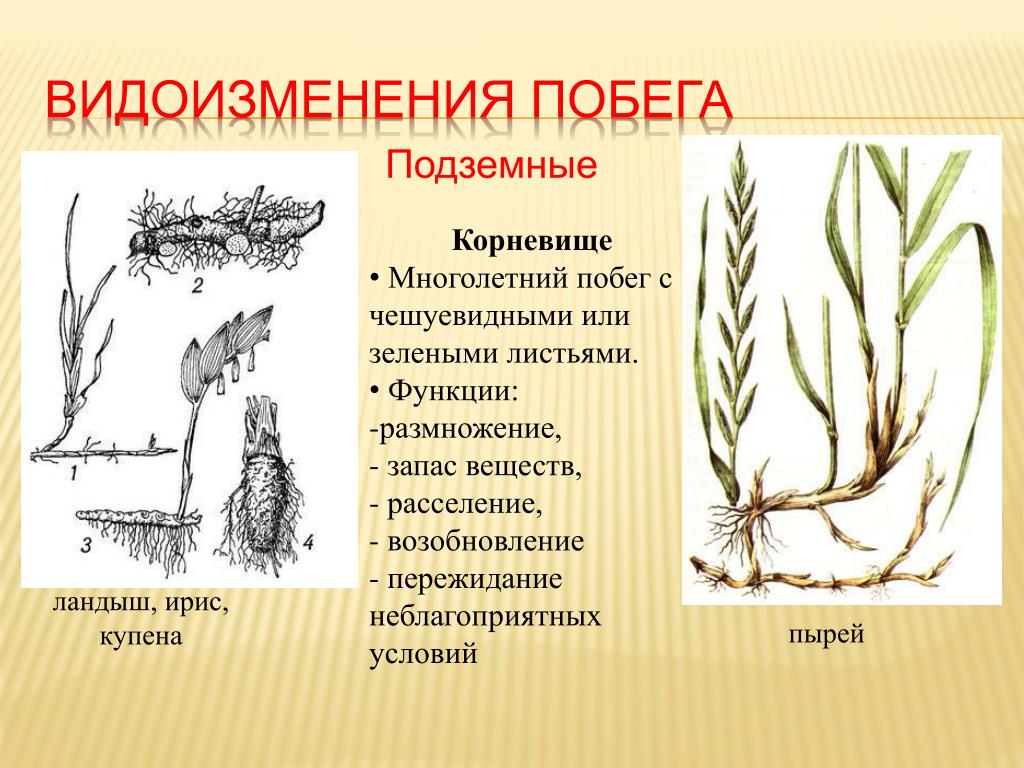 Гипогеогенное корневище. Строение видоизмененных побегов корневище. Корневище пырея это побег. Пырей видоизмененный побег. Корневище ландыша это видоизмененный побег.