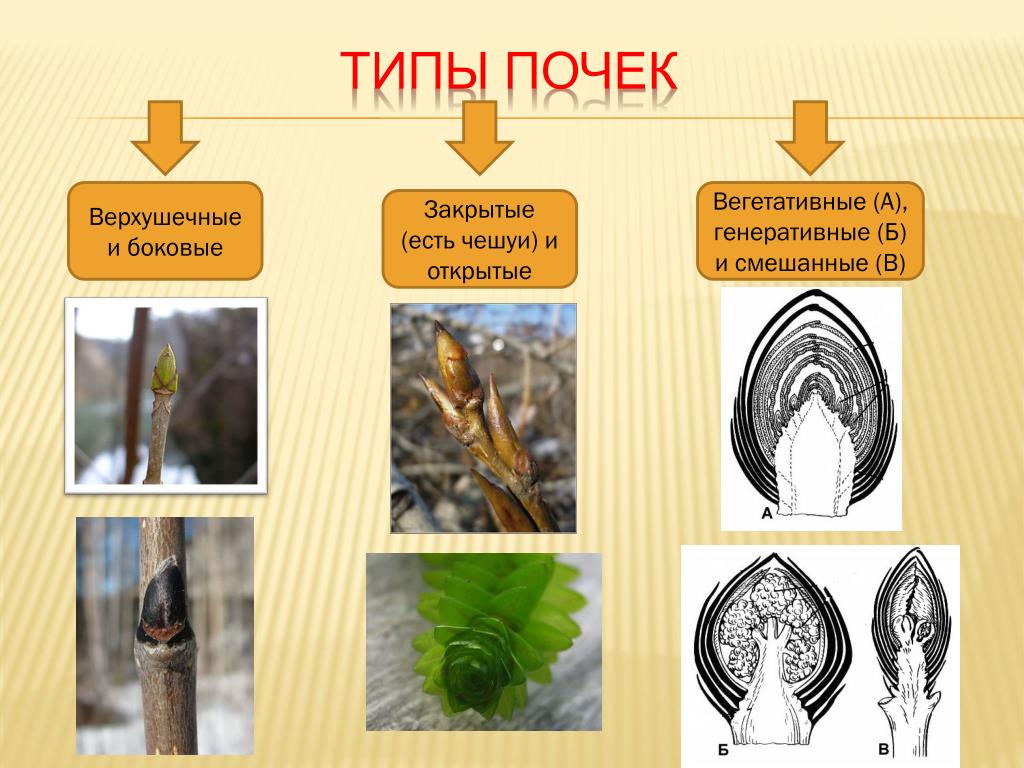 Верхушечные почки растений примеры