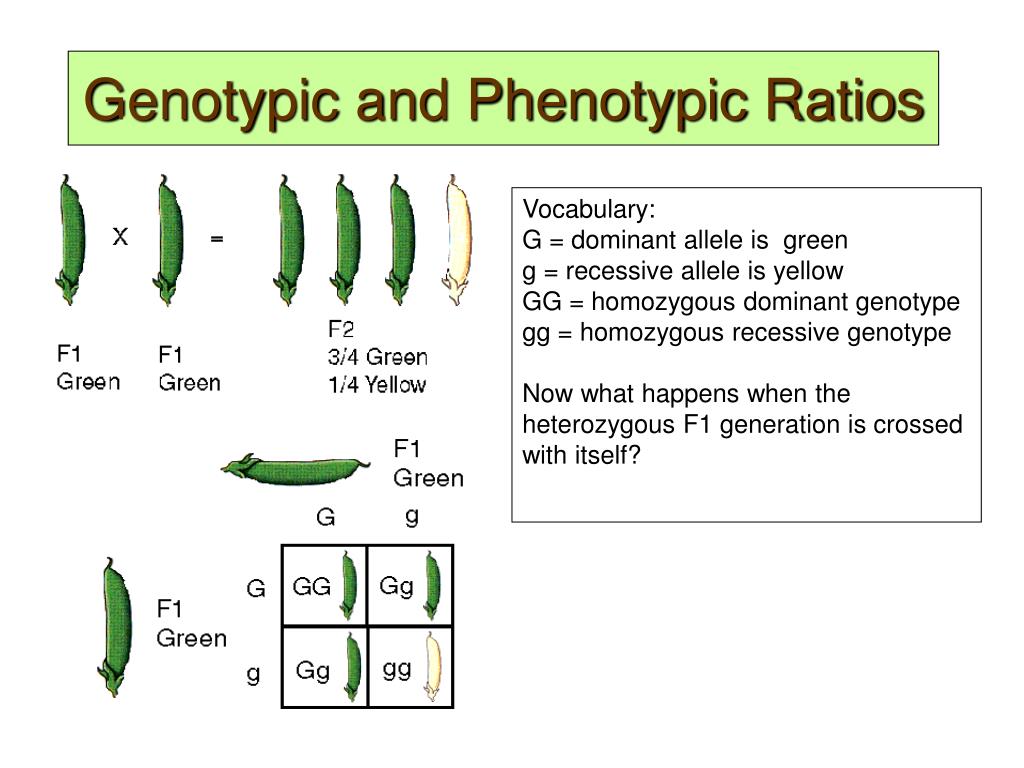 Determine The Phenotype For Each Genotype