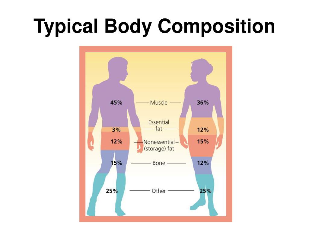 how to figure out body composition