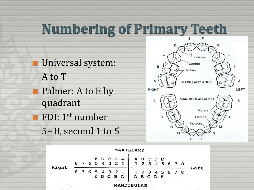 Universal Numbering System Teeth