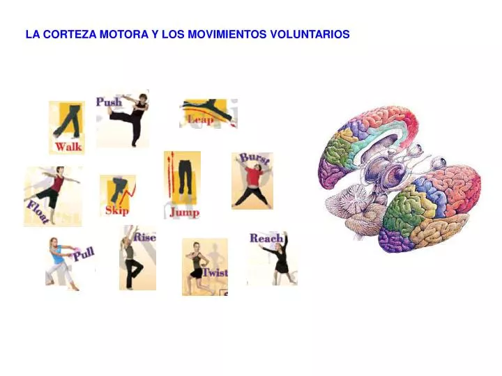 PPT LA CORTEZA MOTORA Y LOS MOVIMIENTOS VOLUNTARIOS