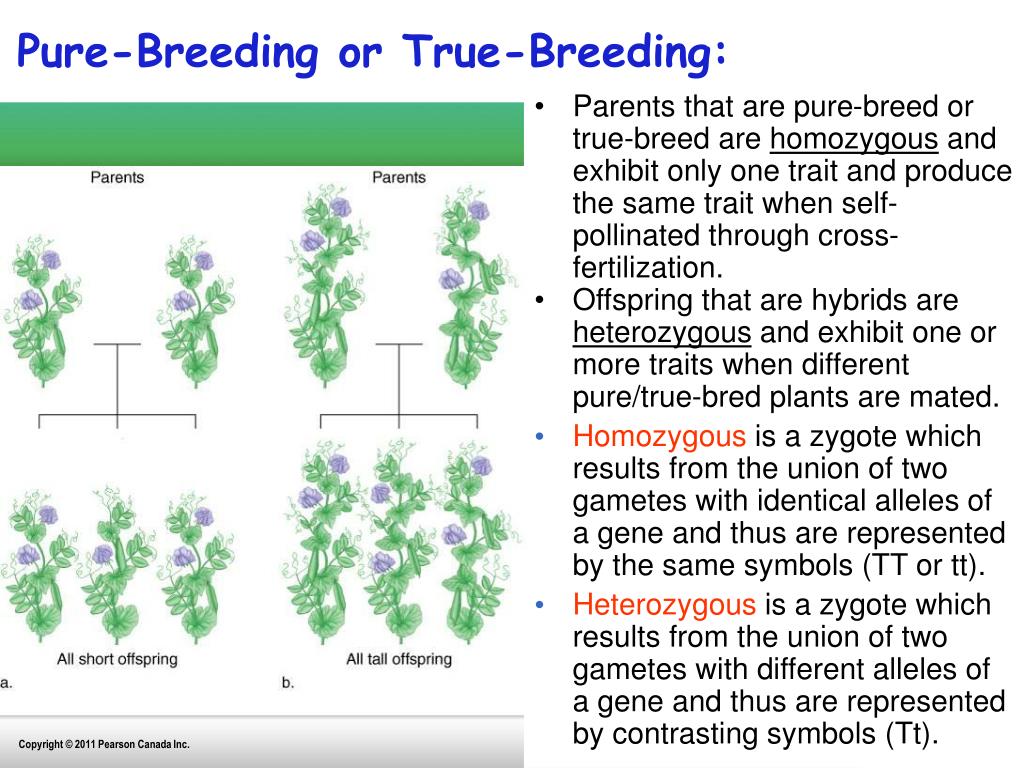 PPT Genetic Processes PowerPoint Presentation Free Download ID 