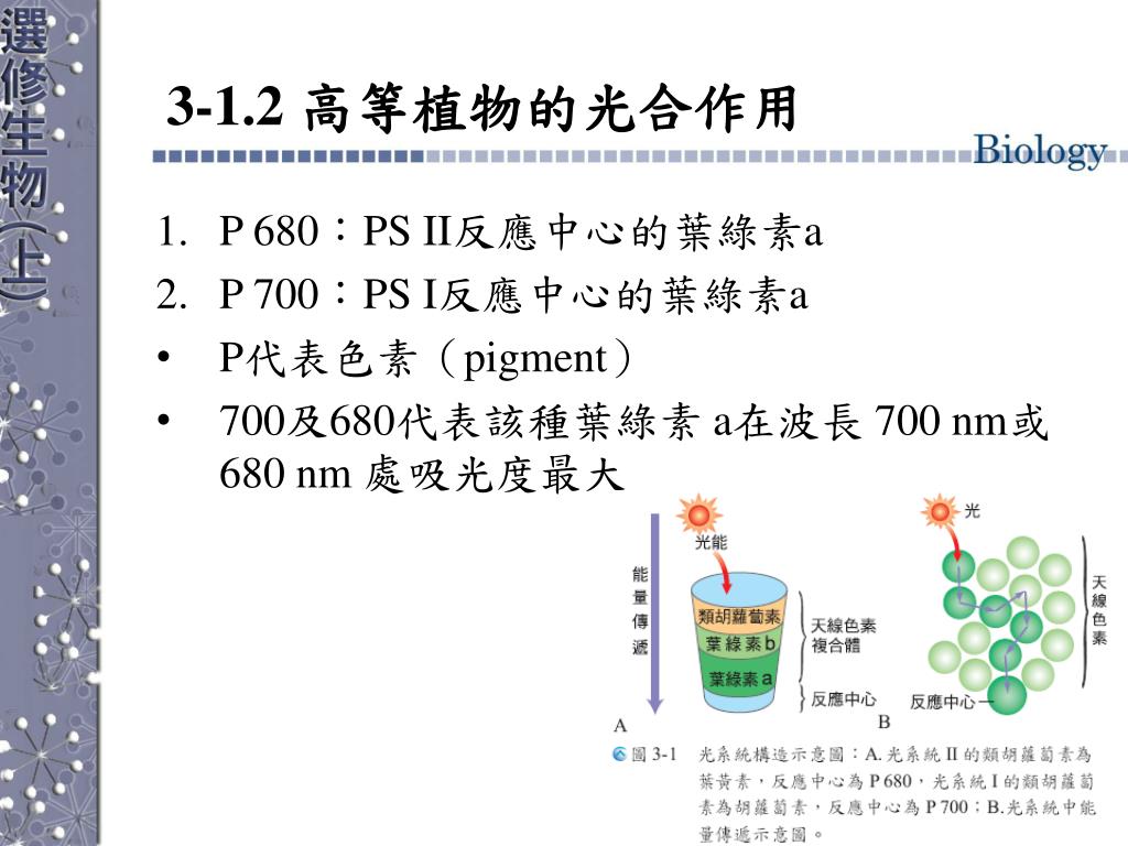 PPT - 第1 節能量的來源PowerPoint Presentation, free download - ID:3712722, image size:1024x768