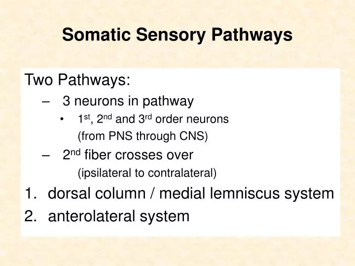 PPT - Somatic Sensory Pathways PowerPoint Presentation, free download ...