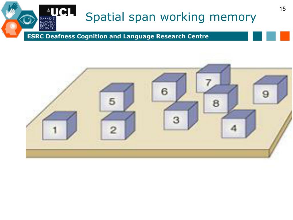 working memory digit span working memory digit span