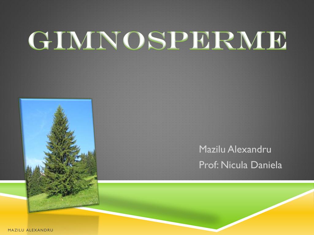 PPT - Gimnosperme PowerPoint Presentation, free download - ID:3715800
