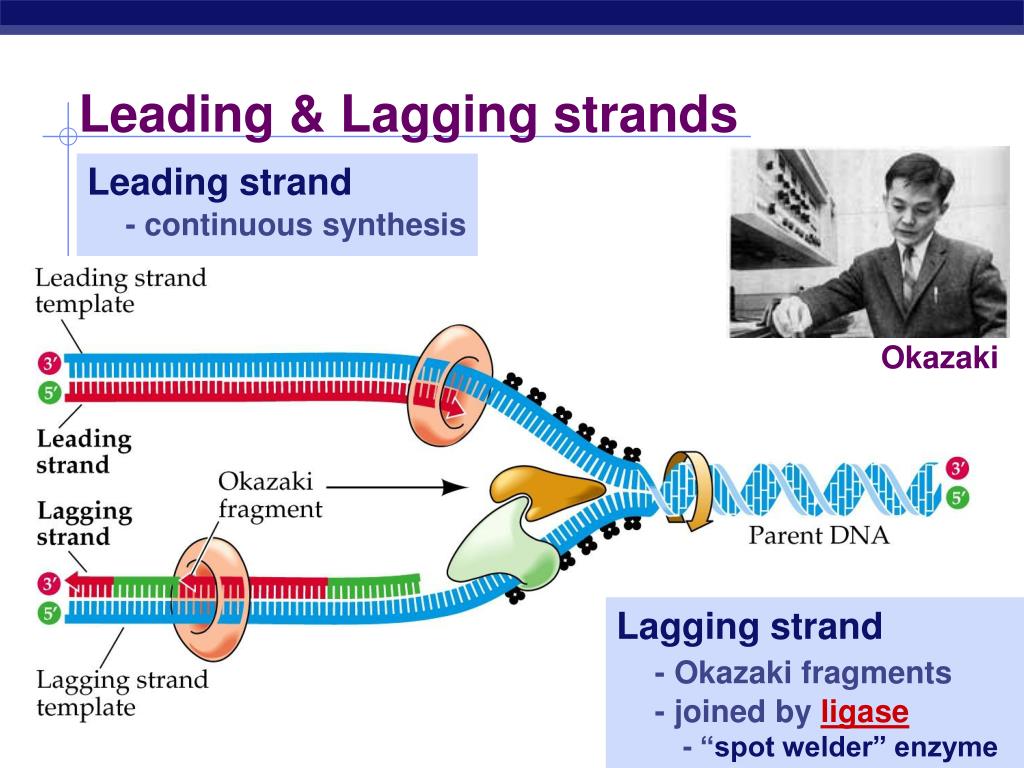 difference between okazaki fragment and lagging strand difference between okazaki fragment and lagging strand