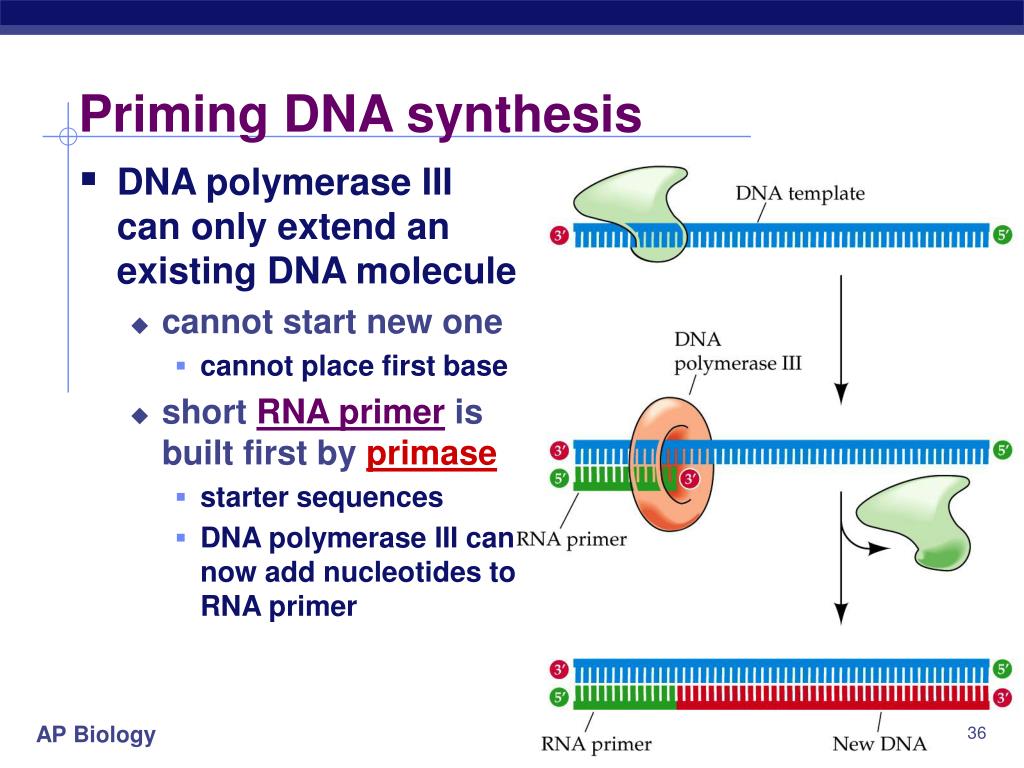 Прайминг это. DNA polymerase. ДНК полимераза DNA. DNA polymerase 3. ДНК полимераза 3.