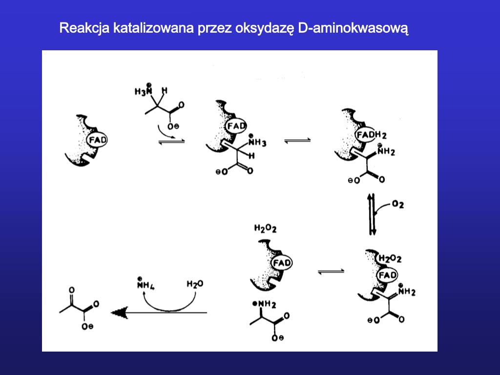 Reakcja Syntezy Nowej Nici Dna Jest Katalizowana Przez Enzym PPT - Enzymologia-7 PowerPoint Presentation, free download - ID:3717297