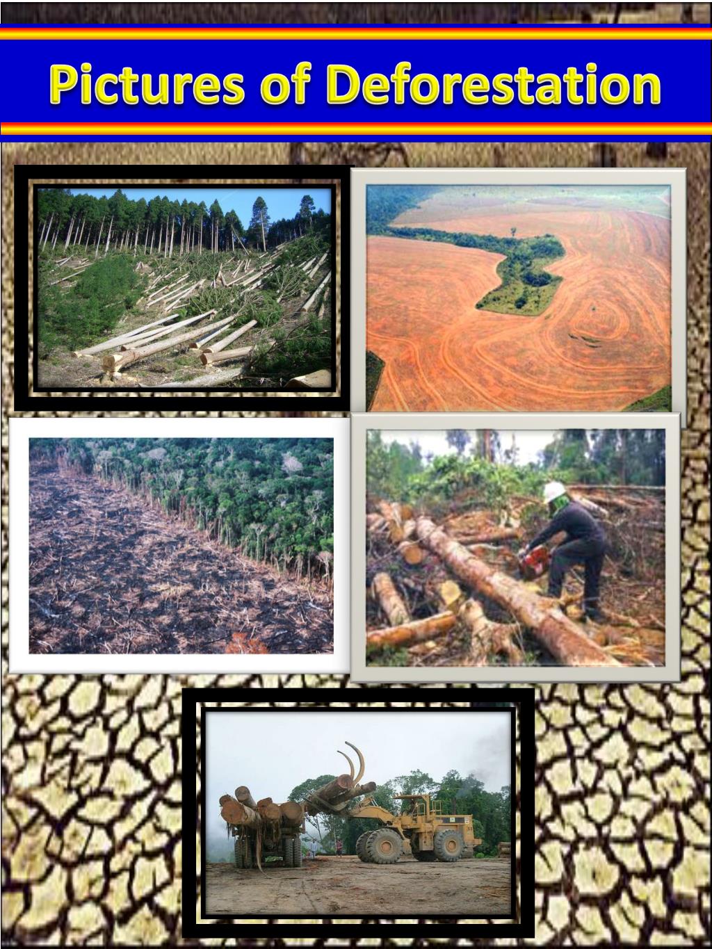 presentation about deforestation