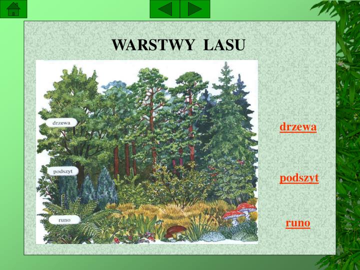 ppt-las-i-jego-mieszka-cy-powerpoint-presentation-id-3718798