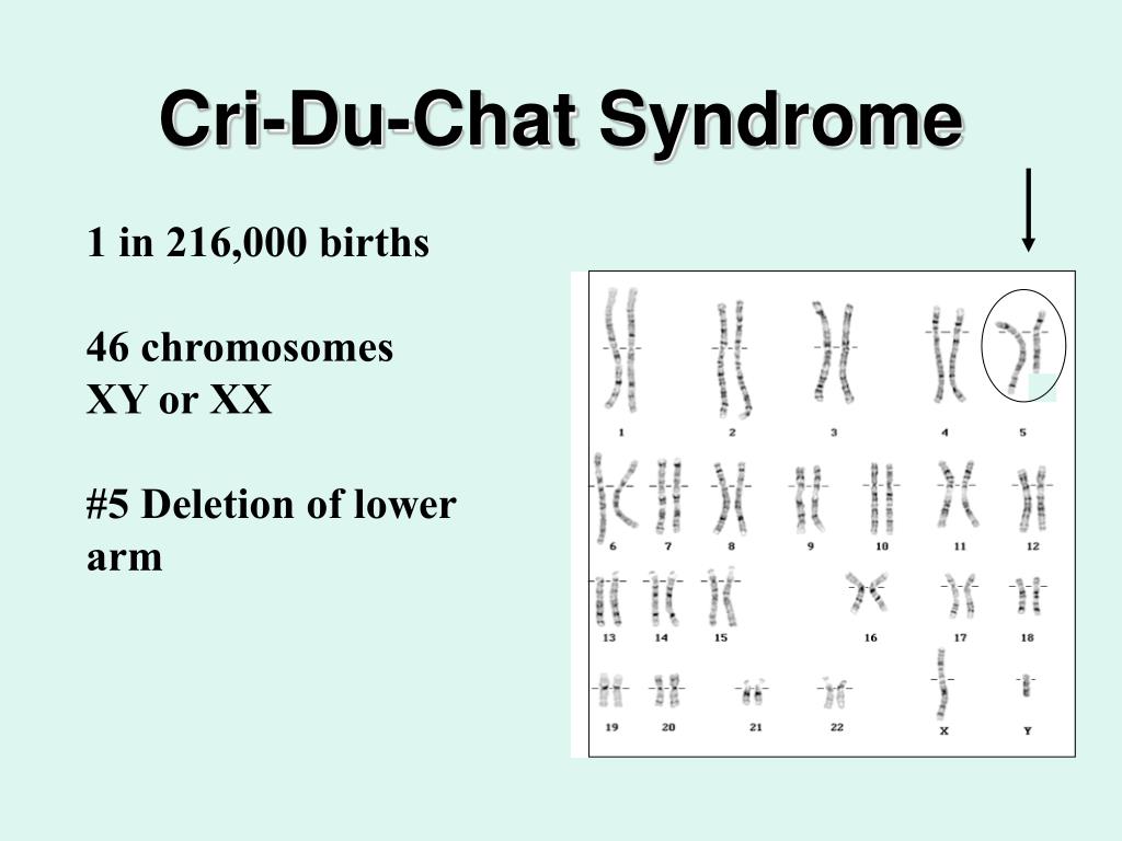 Cri Du Chat Pedigree Chart