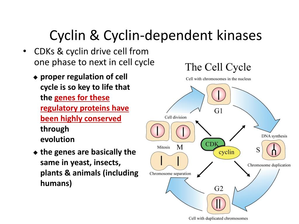 JapaneseClass.jp Biology Diagrams