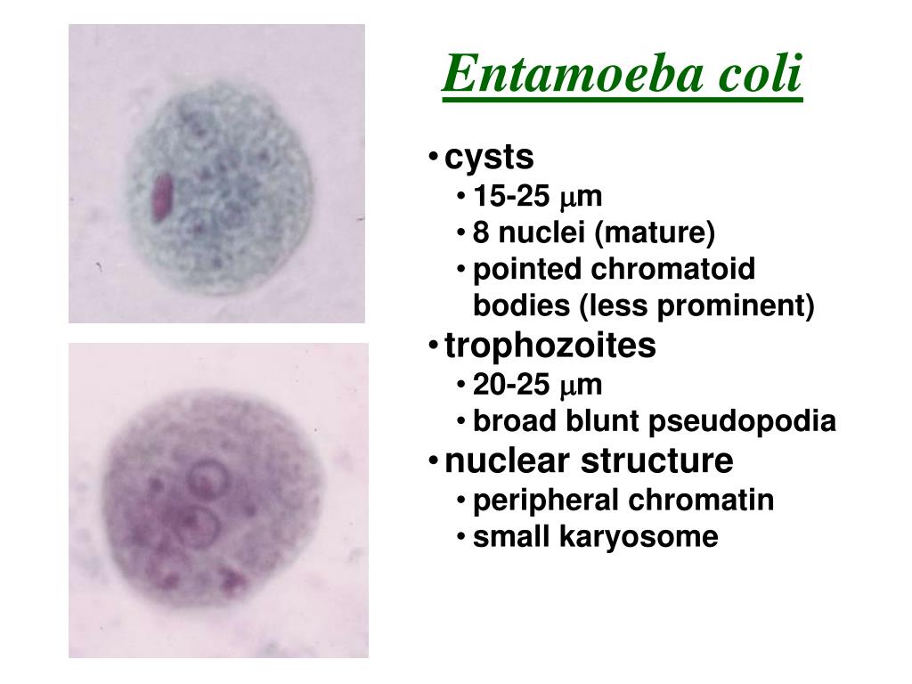 Entamoeba coli в кале. Entamoeba coli циста. Цисты Entamoeba coli 0 1. Entamoeba coli кариосома. Entamoeba invadens цисты.