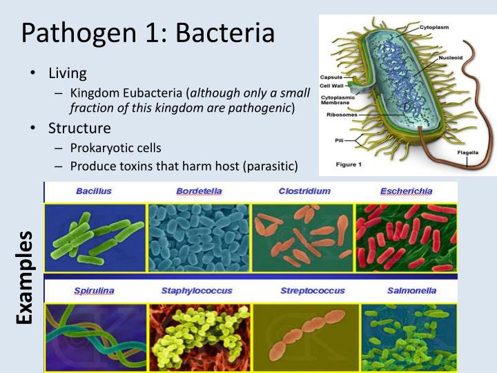 Label The Types Of Pathogens On The Diagram