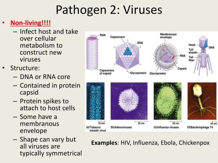 PPT - Introduction to Infectious Disease PowerPoint Presentation - ID ...