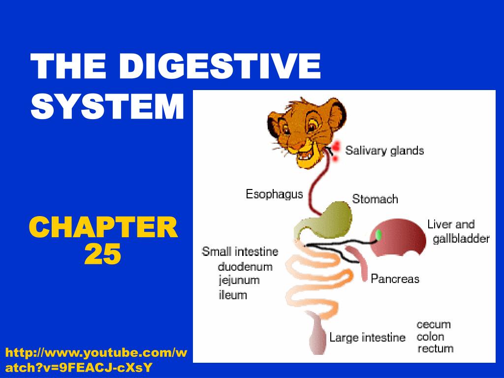 Ppt The Digestive System Powerpoint Presentation Free Download Id