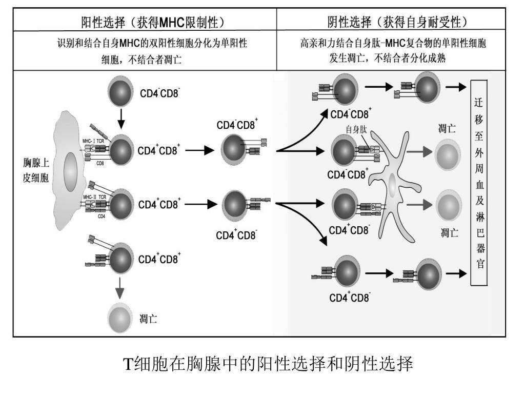 Ppt T 淋巴细胞powerpoint Presentation Free Download Id 3722604