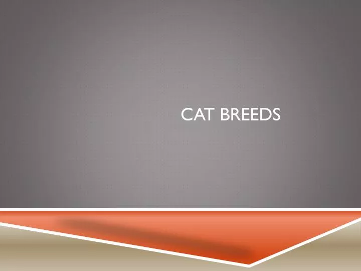 cat breeds n.