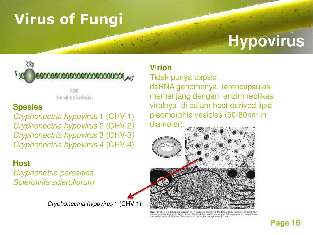 PPT Virus of Fungi, Yeast and Parasitic PowerPoint