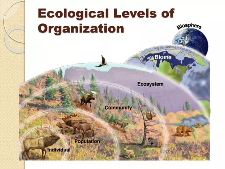 PPT - Ecological Levels of Organization PowerPoint ...