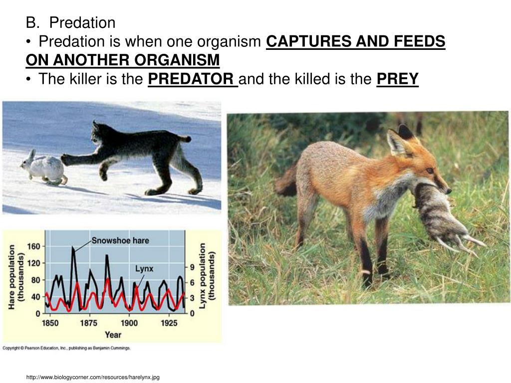 why are predator prey relationships important to every ecosystem