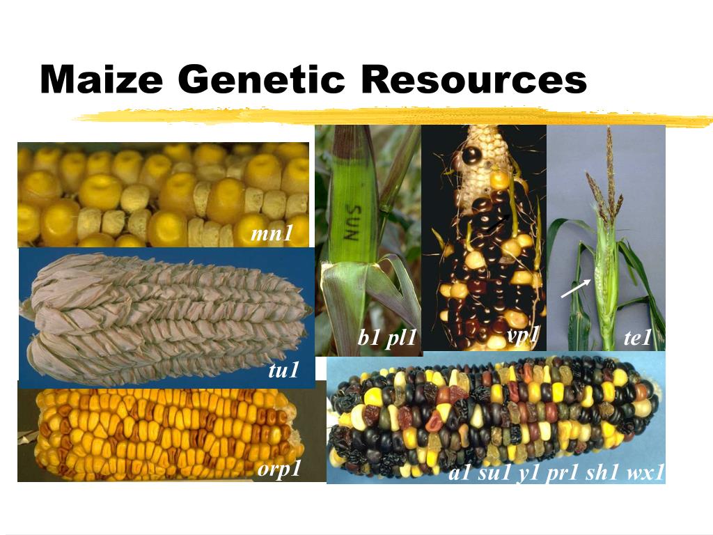 PPT and Genomic Resources in Maize Davis Asst