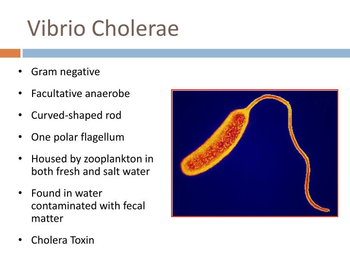 vibrio cholerae ppt Vibrio cholerae. Ppt video online download.