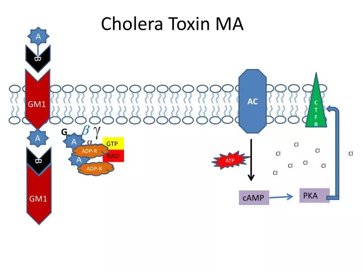 kolera toxin b