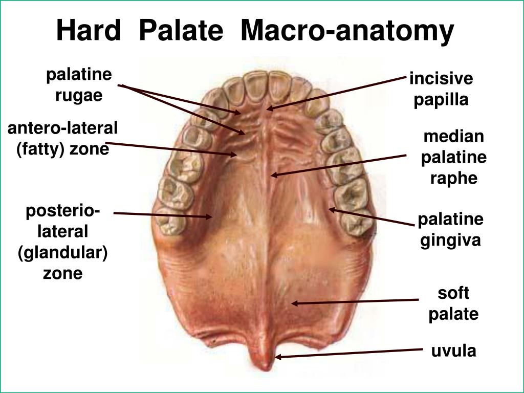 palatine rugae incisive papilla antero-lateral (fatty) zone median palatine...