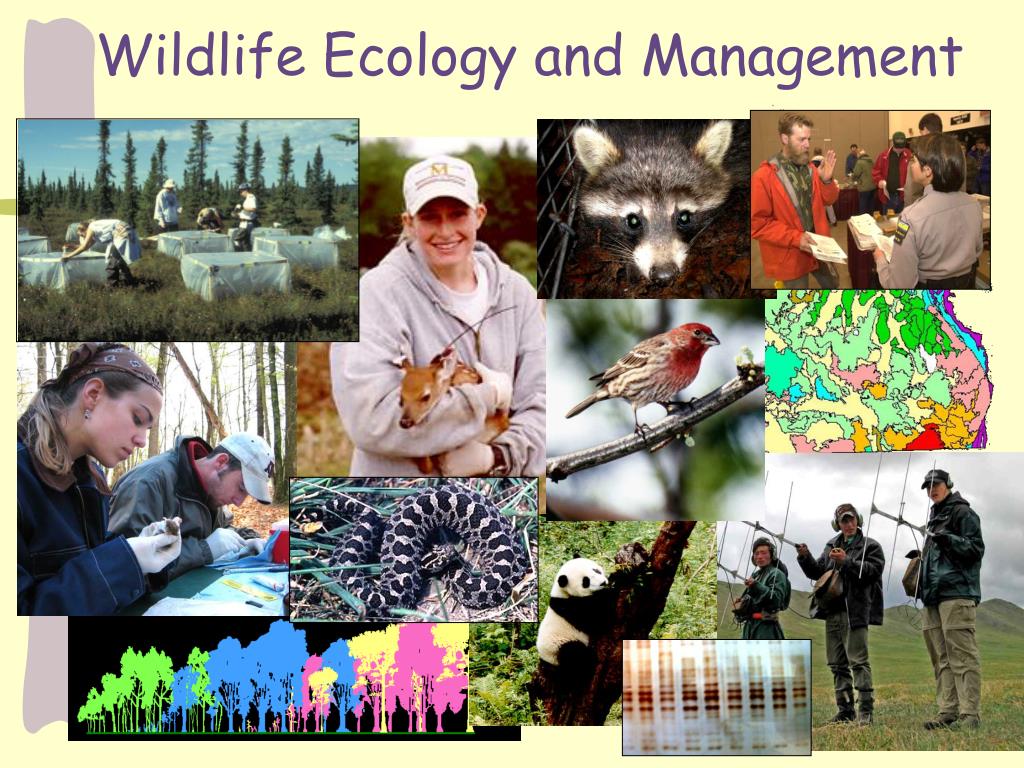 phd in wildlife management