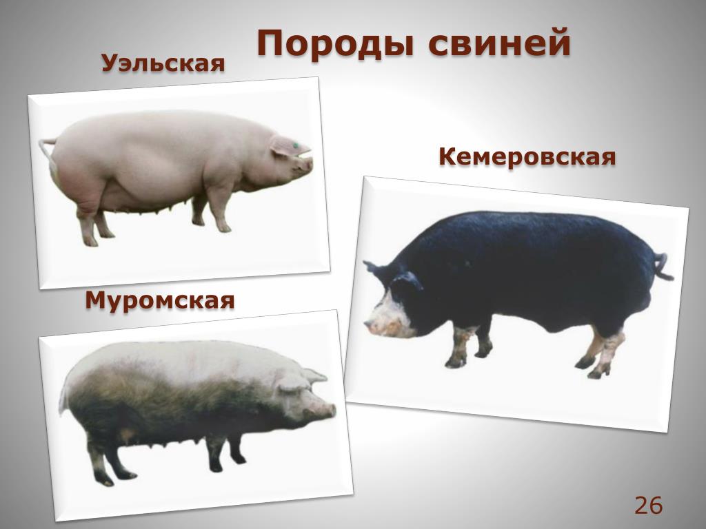 Список свиньи. Порода свиней Кемеровская мясная. Кемеровская порода свиней характеристика породы. Кемеровская белая порода свиней. Кемеровская порода свиней характер.