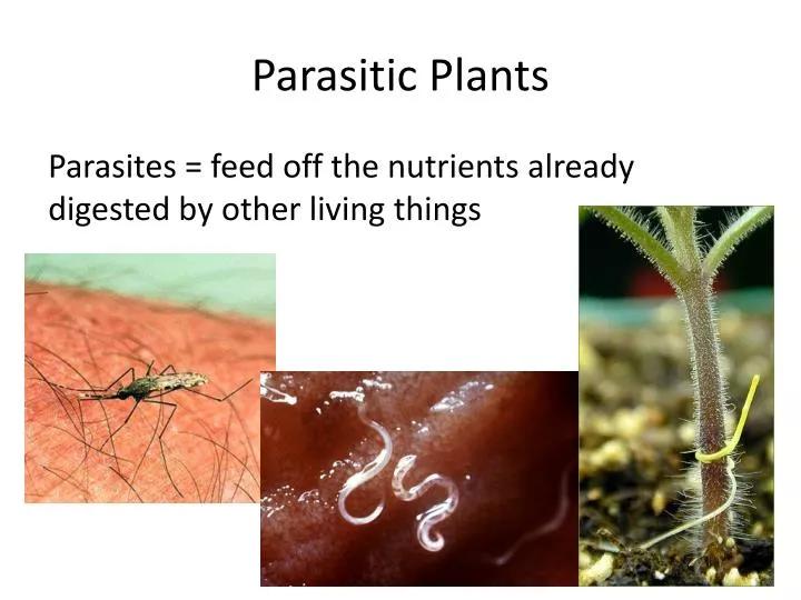 PPT Parasitic Plants PowerPoint Presentation Free Download ID 3731188 ppt-parasitic-plants-powerpoint-presentation-free-download-id-3731188