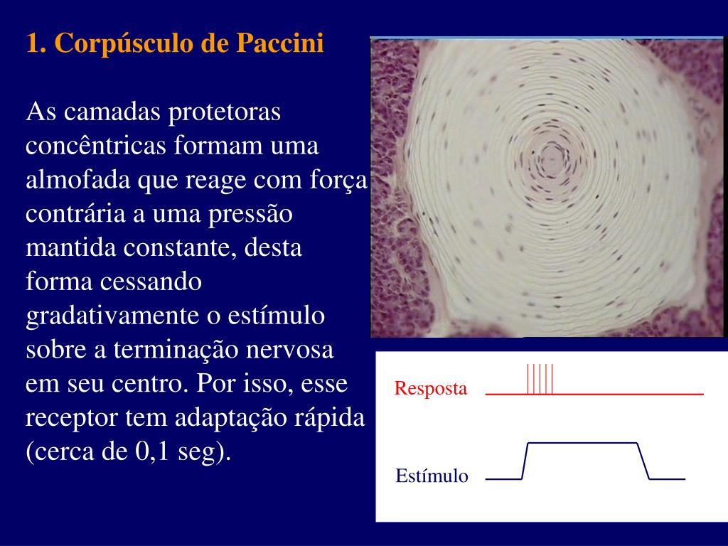 PPT - Sistema Sensorial PowerPoint Presentation, free download - ID:3733575