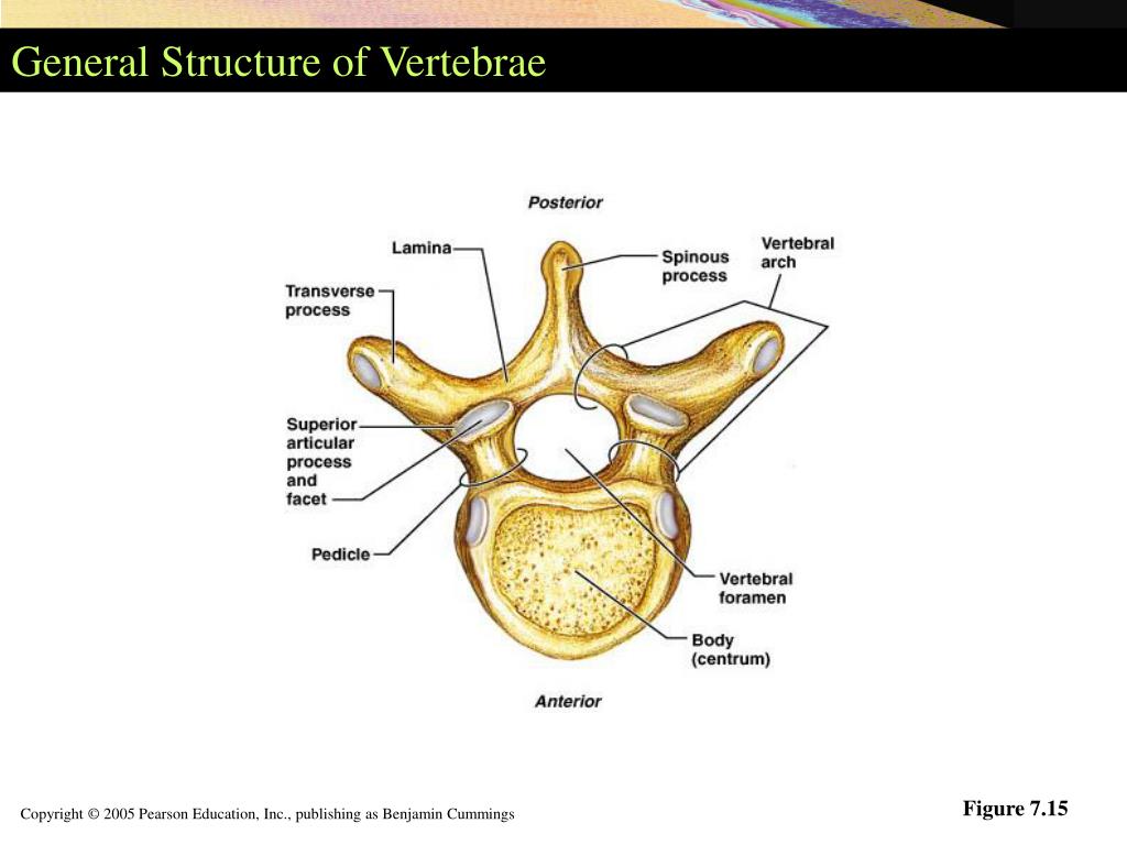 Thoracic Vertebrae Definition Function Structure Biol - vrogue.co