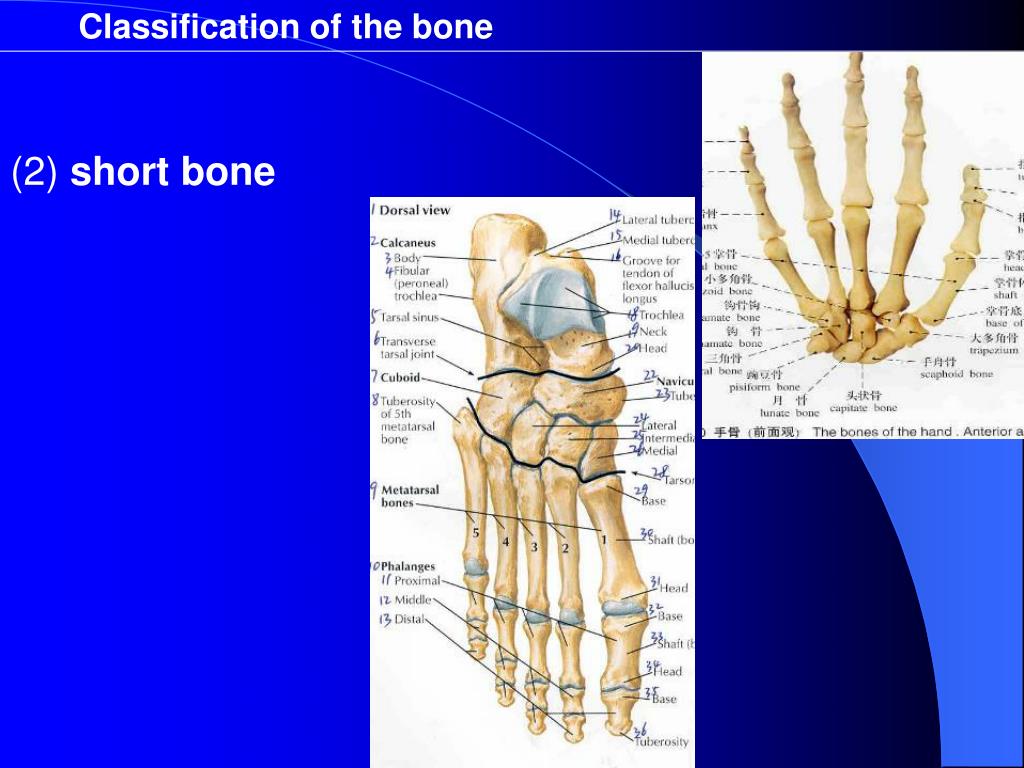 PPT - Human anatomy PowerPoint Presentation, free download - ID:3733679
