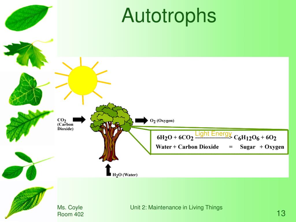 PPT Photosynthesis & Cellular Respiration PowerPoint Presentation