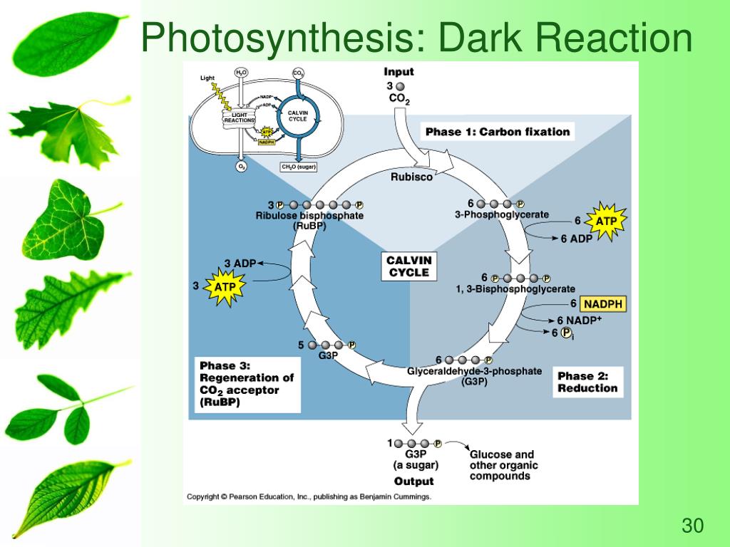 what is the end product of dark reaction in photosynthesis