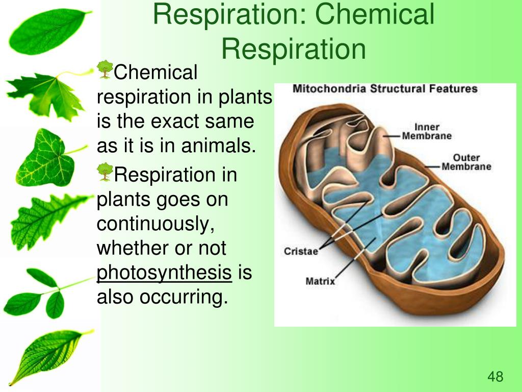 PPT Photosynthesis & Cellular Respiration PowerPoint