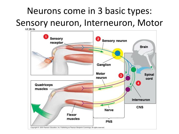 what type of sensory neuron would likely respond to the green light The reflex arc how a stimulus receptor cells of your eyes are stimulated by light the response •when the receptor is stimulated • a sensory neuron carries. what type of sensory neuron would likely respond to the green light The reflex arc how a stimulus receptor cells of your eyes are stimulated by light the response •when the receptor is stimulated • a sensory neuron carries.