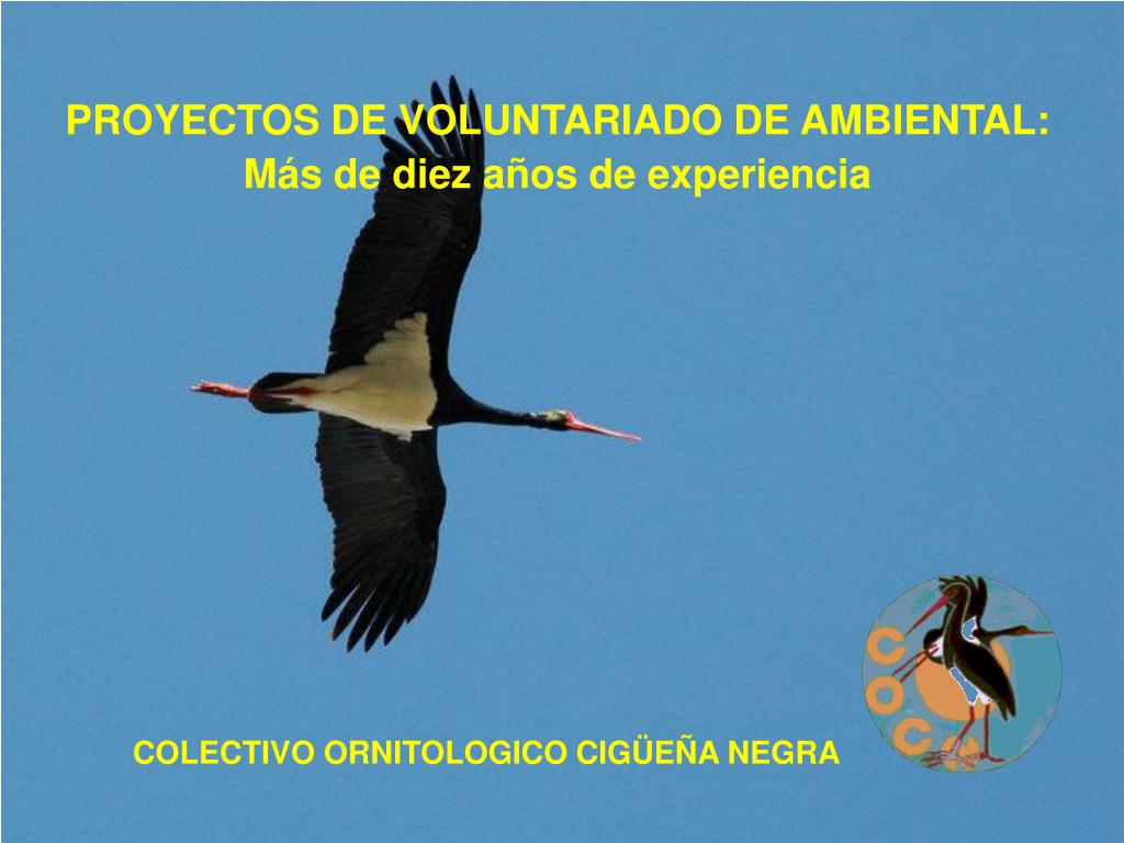 Ppt Colectivo Ornitologico Ciguena Negra Powerpoint Presentation