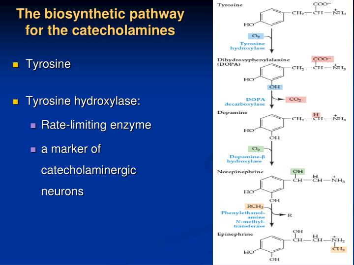 PPT - Neurotransmitter PowerPoint Presentation - ID:3735781