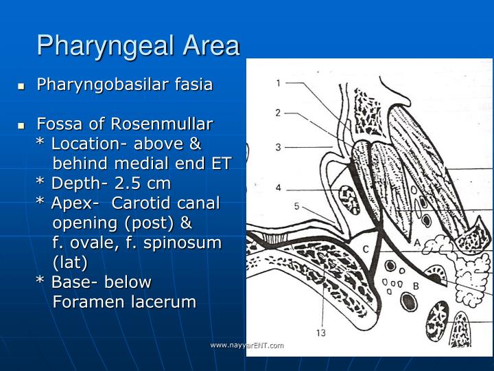 PPT - Surgical Anatomy Of Skull Base PowerPoint Presentation - ID:3735856