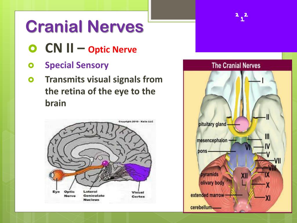PPT - Cranial Nerves PowerPoint Presentation, free download - ID:3735922