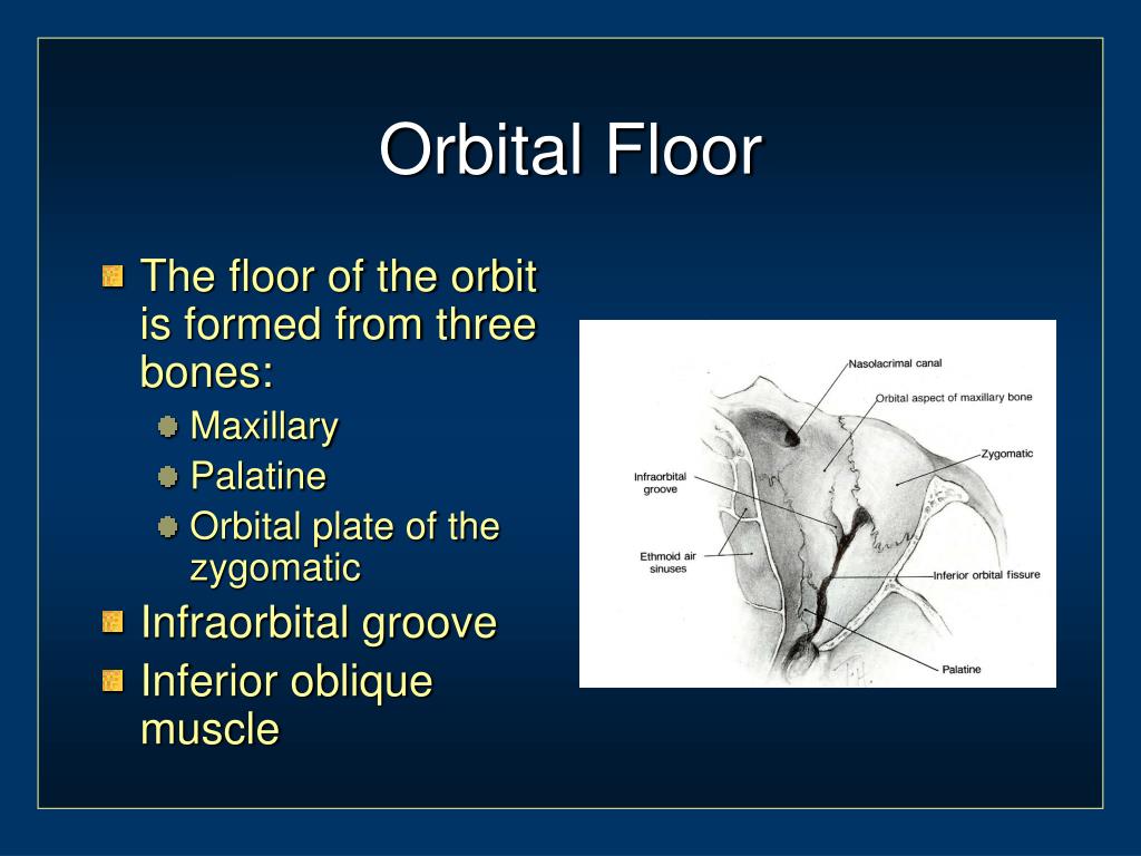 PPT - Orbital and Ocular Anatomy PowerPoint Presentation, free download