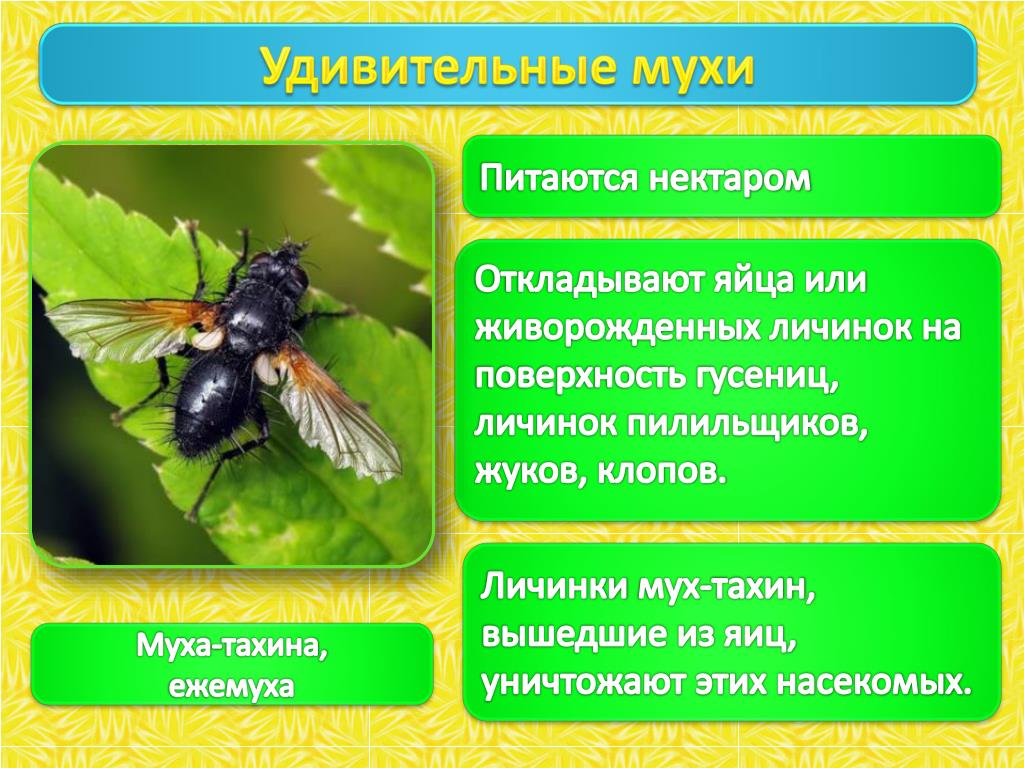 Насекомые питающиеся нектаром. Какие насекомые питаются нектаром. Мухи тахины личинки. Какие насекомые питаются нектаром цветов.