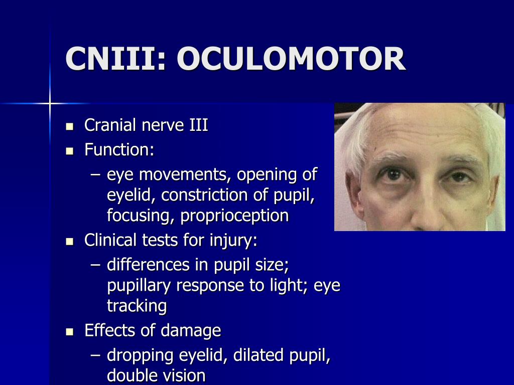 PPT - Cranial Nerves PowerPoint Presentation, free download - ID:3736986