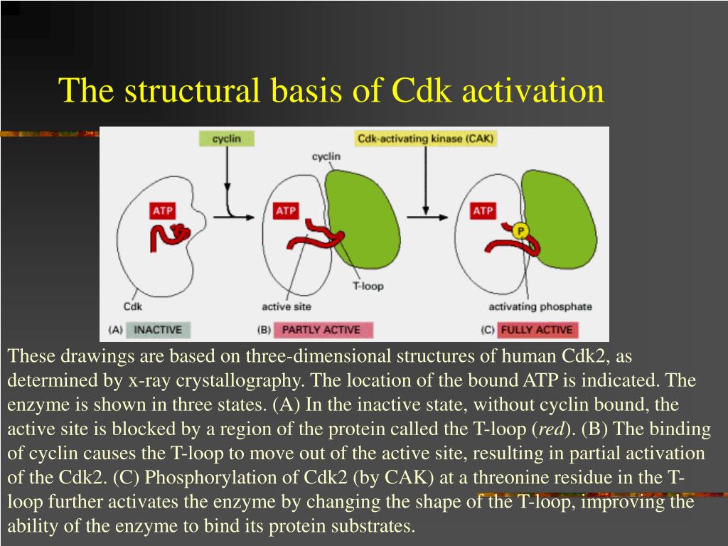 The Cell Cycle PowerPoint Presentation, free download Biology Diagrams
