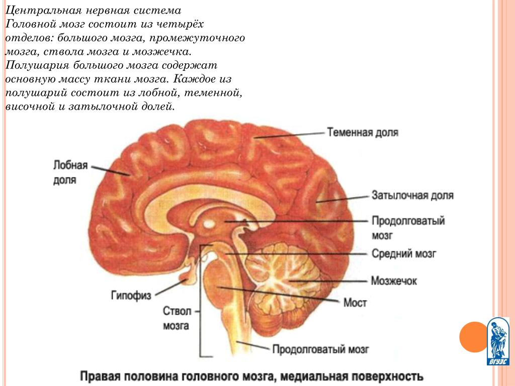 Функции головного мозга в нервной системе. Отделы головного мозга ЦНС. Строение нервной системы головного мозга. Головной мозг нервная система. Центральная нервная система отделы головного мозга.